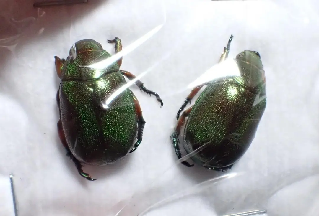 2026年最新】コガネムシ 標本の人気アイテム - メルカリ