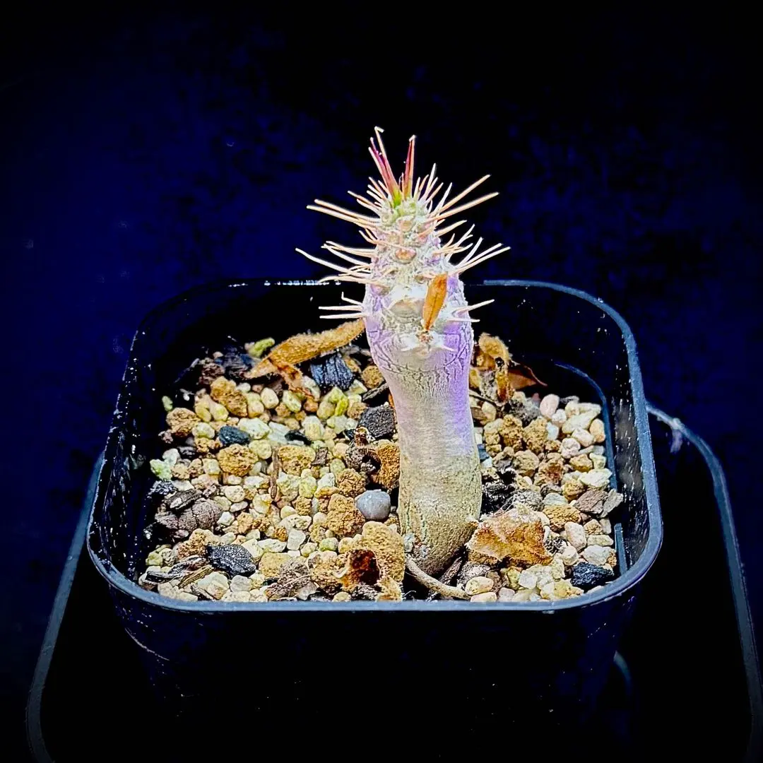 2026年最新】サンデルシー パキポディウムの人気アイテム - メルカリ