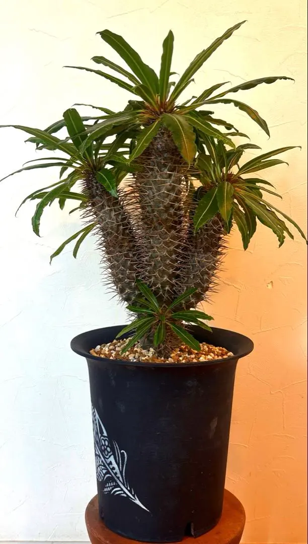 2026年最新】パキポディウム・ラメリーの人気アイテム - メルカリ