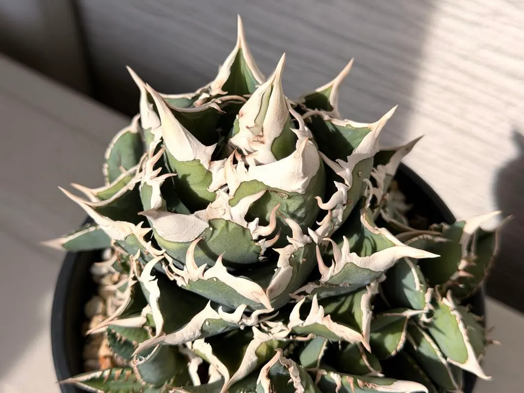 2026年最新】大白鯊 lizeの人気アイテム - メルカリ