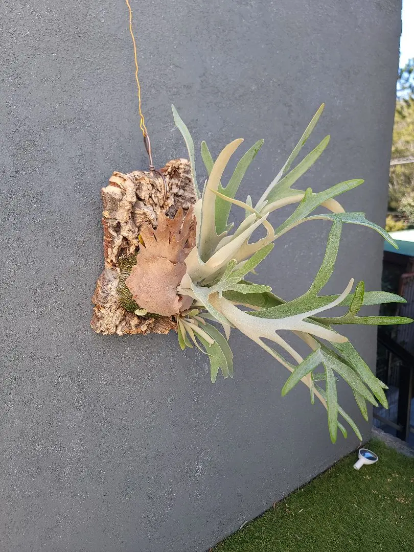 2026年最新】ハクナマタタ ビカクシダの人気アイテム - メルカリ