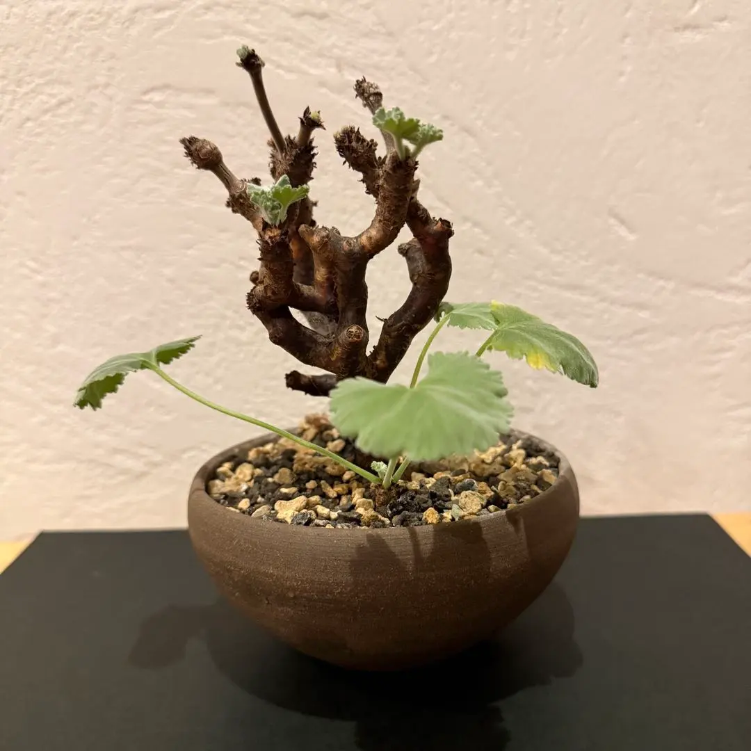 2026年最新】ペラルゴニウム ミラビレ 実生の人気アイテム - メルカリ