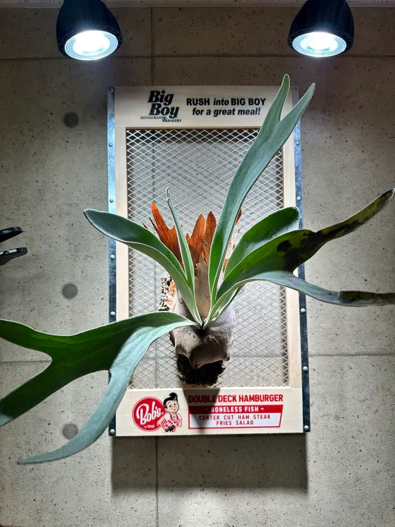 2026年最新】Akki ビカクシダの人気アイテム - メルカリ