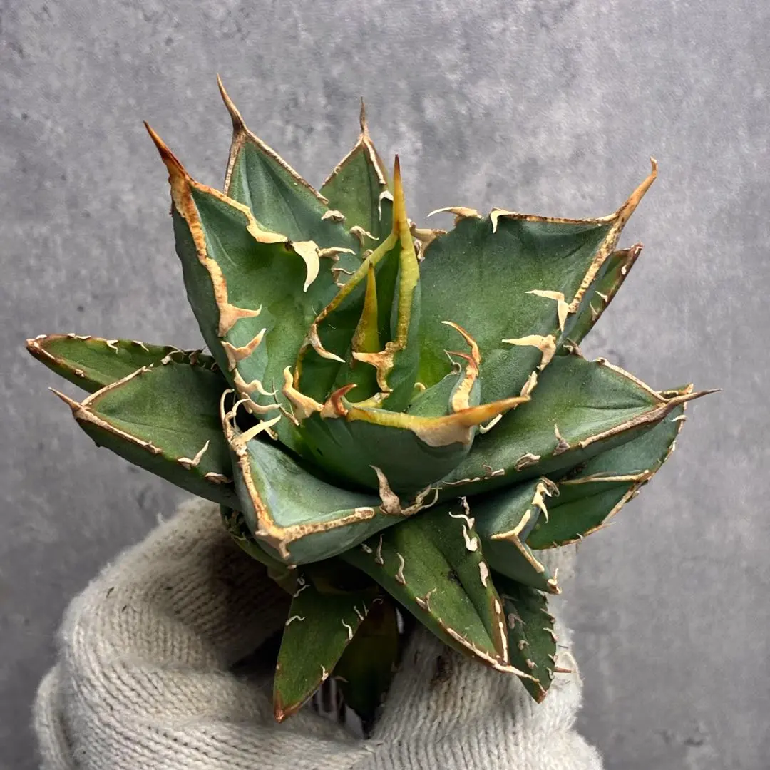 2026年最新】アガベスーパーボールの人気アイテム - メルカリ