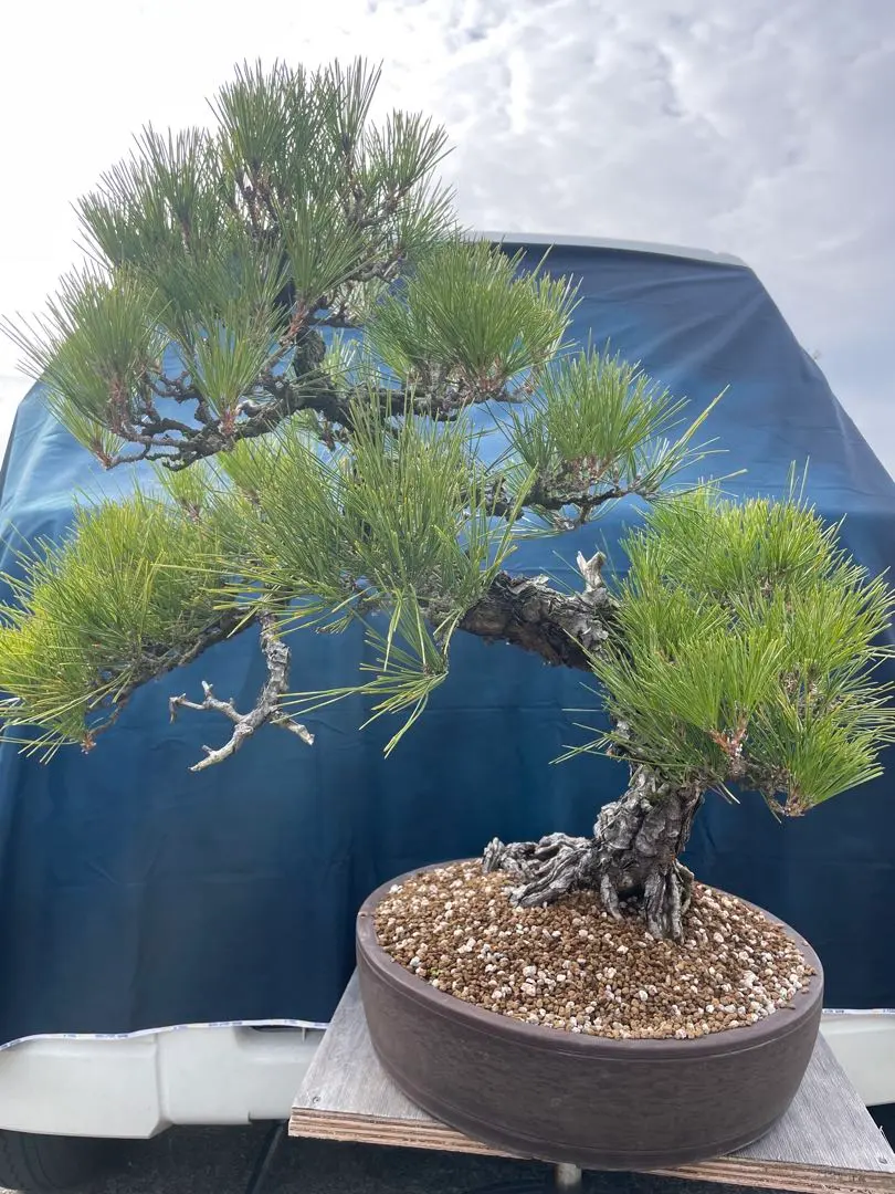 2026年最新】真柏 山採りの人気アイテム - メルカリ