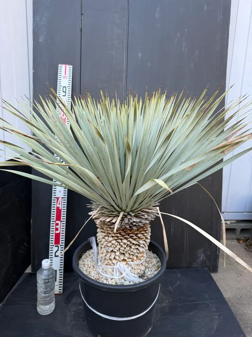 2026年最新】ユッカ マルデヌベスの人気アイテム - メルカリ