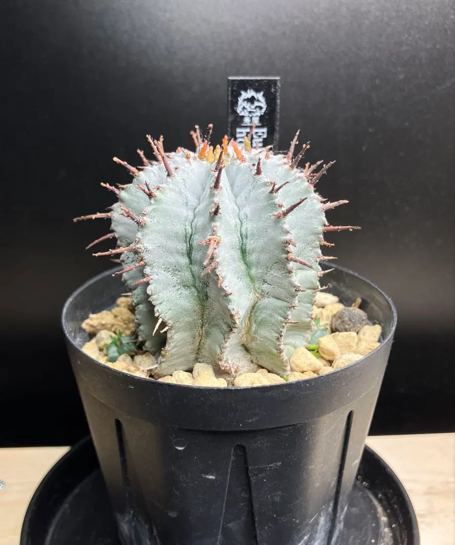 2026年最新】ユーフォルビア ホリダ白衣の人気アイテム - メルカリ