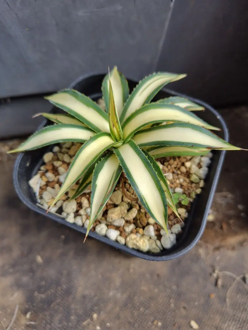 2026年最新】サングロー アガベの人気アイテム - メルカリ