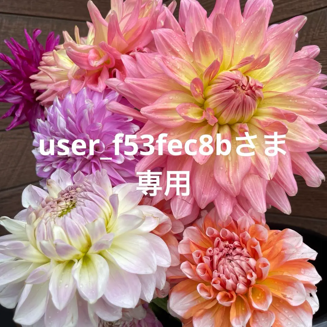 2026年最新】ダリア 球根 ナマハゲの人気アイテム - メルカリ