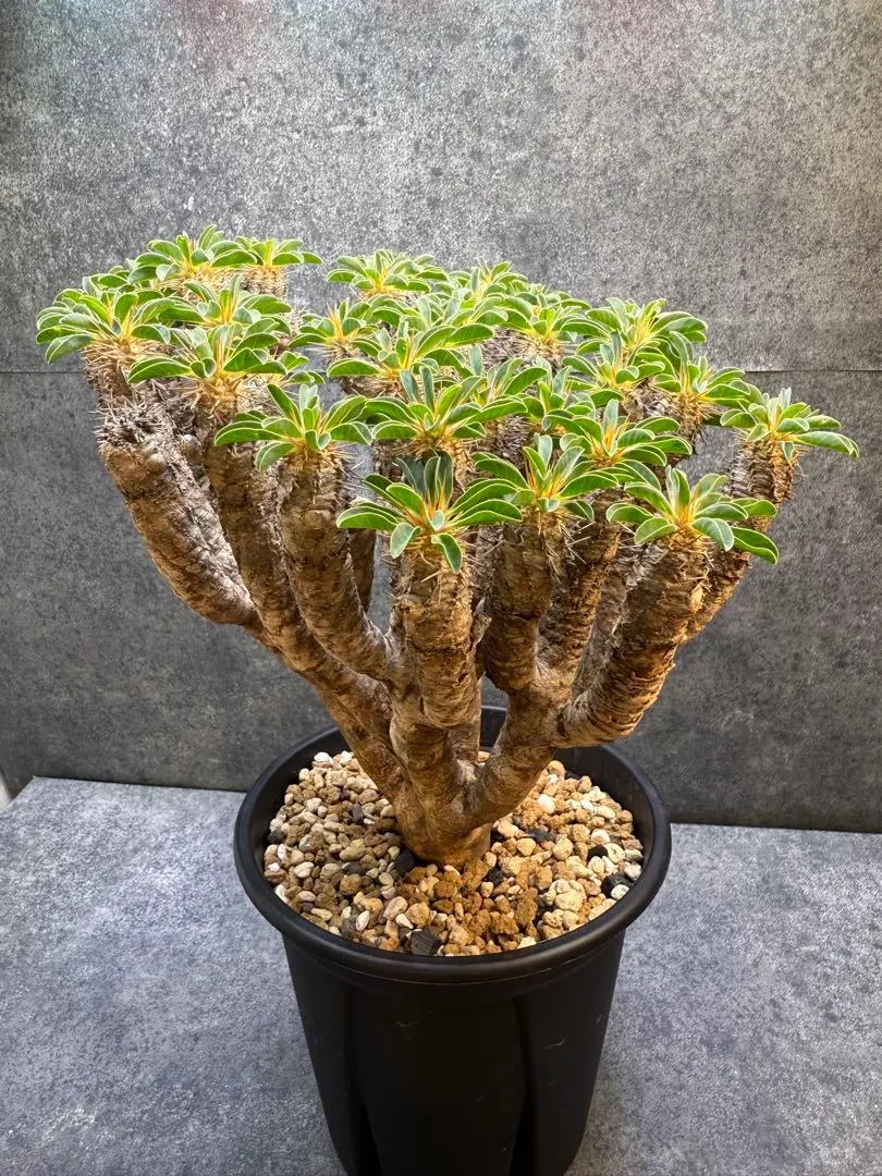 2026年最新】ギラウミニアナ 現地球の人気アイテム - メルカリ