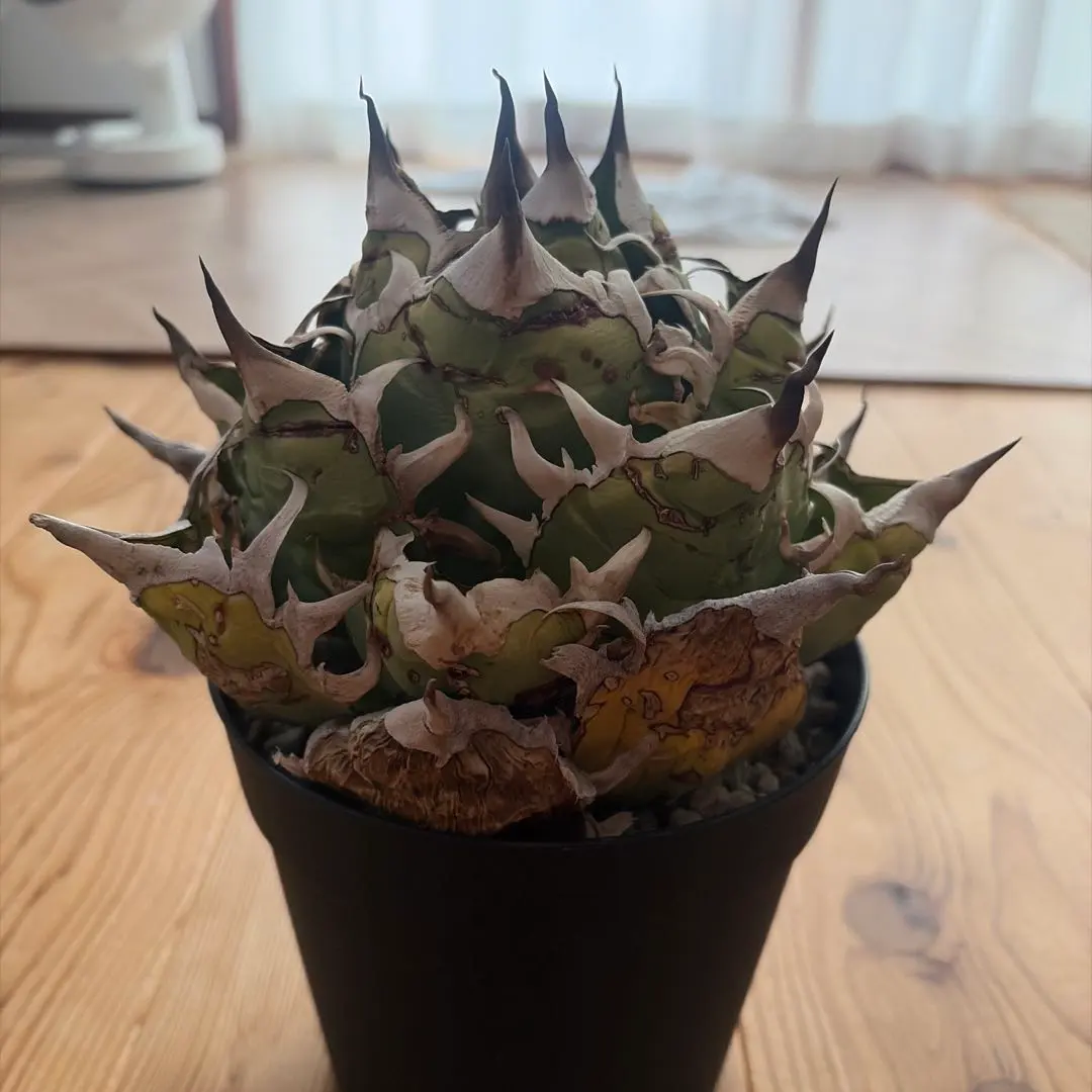 2026年最新】オアハカオテロイの人気アイテム - メルカリ