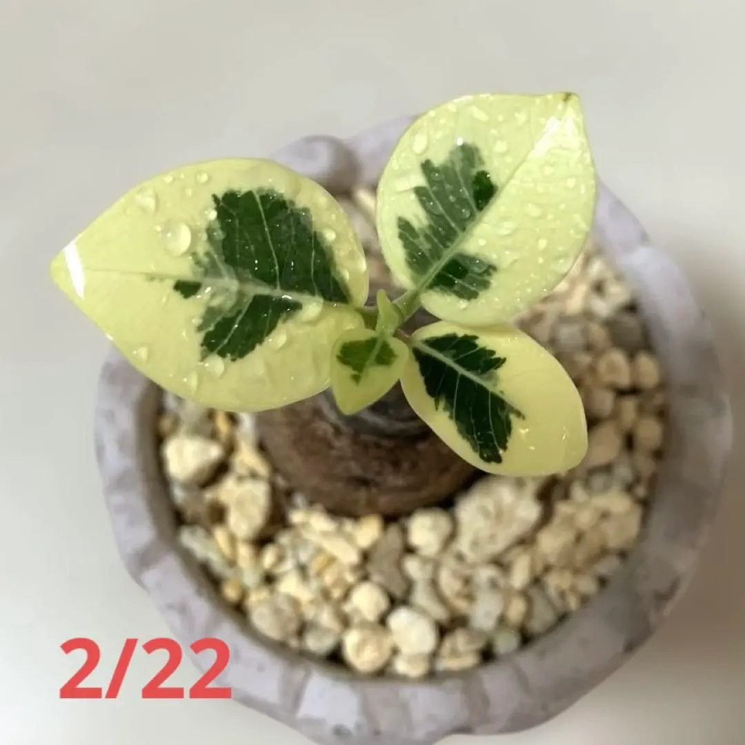 2026年最新】パンダガジュマル 斑入りの人気アイテム - メルカリ