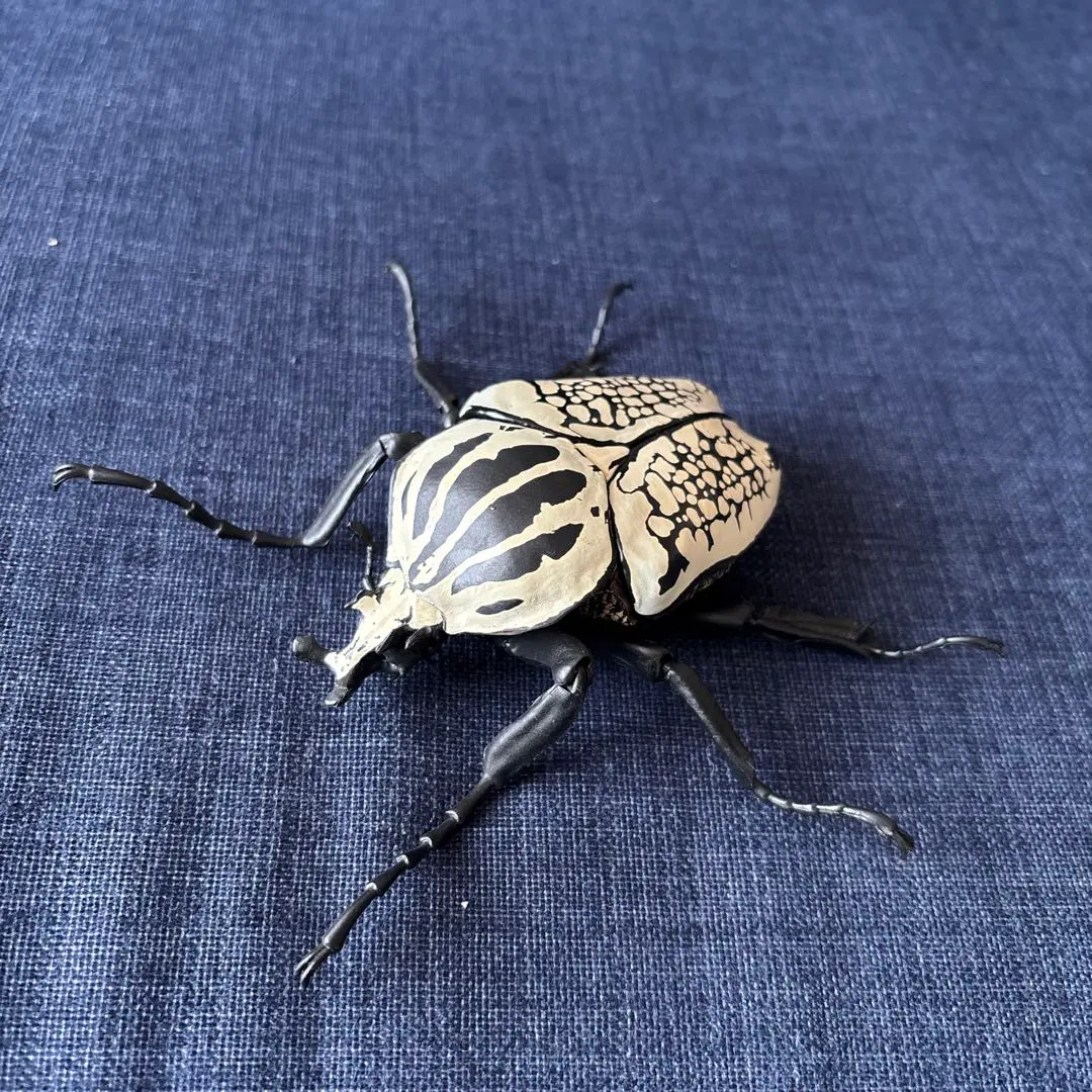 2026年最新】ゴライアス標本の人気アイテム - メルカリ