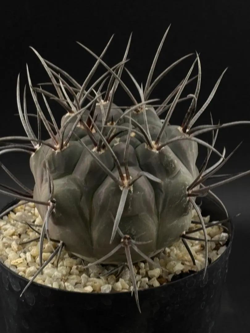 2026年最新】守金魔天竜の人気アイテム - メルカリ