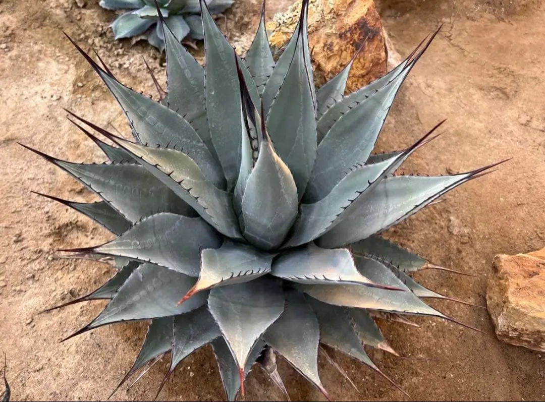2026年最新】アガベ パリー ネオメキシカーナの人気アイテム - メルカリ
