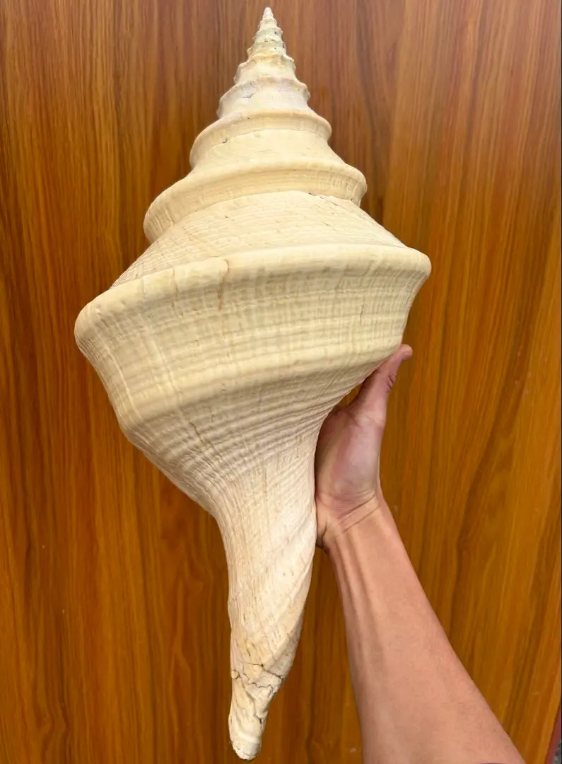 2026年最新】アラフラオオニシの人気アイテム - メルカリ