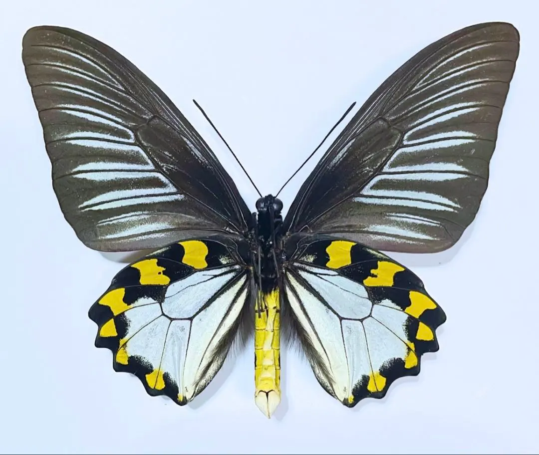 2026年最新】キシタアゲハの人気アイテム - メルカリ