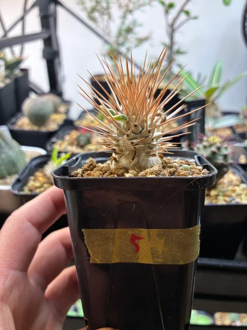 2026年最新】ナマクアナムの人気アイテム - メルカリ