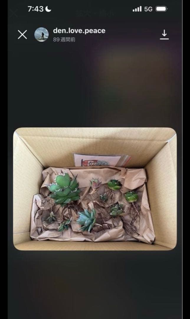 アガベ 達磨 dennis000 発根済み子株