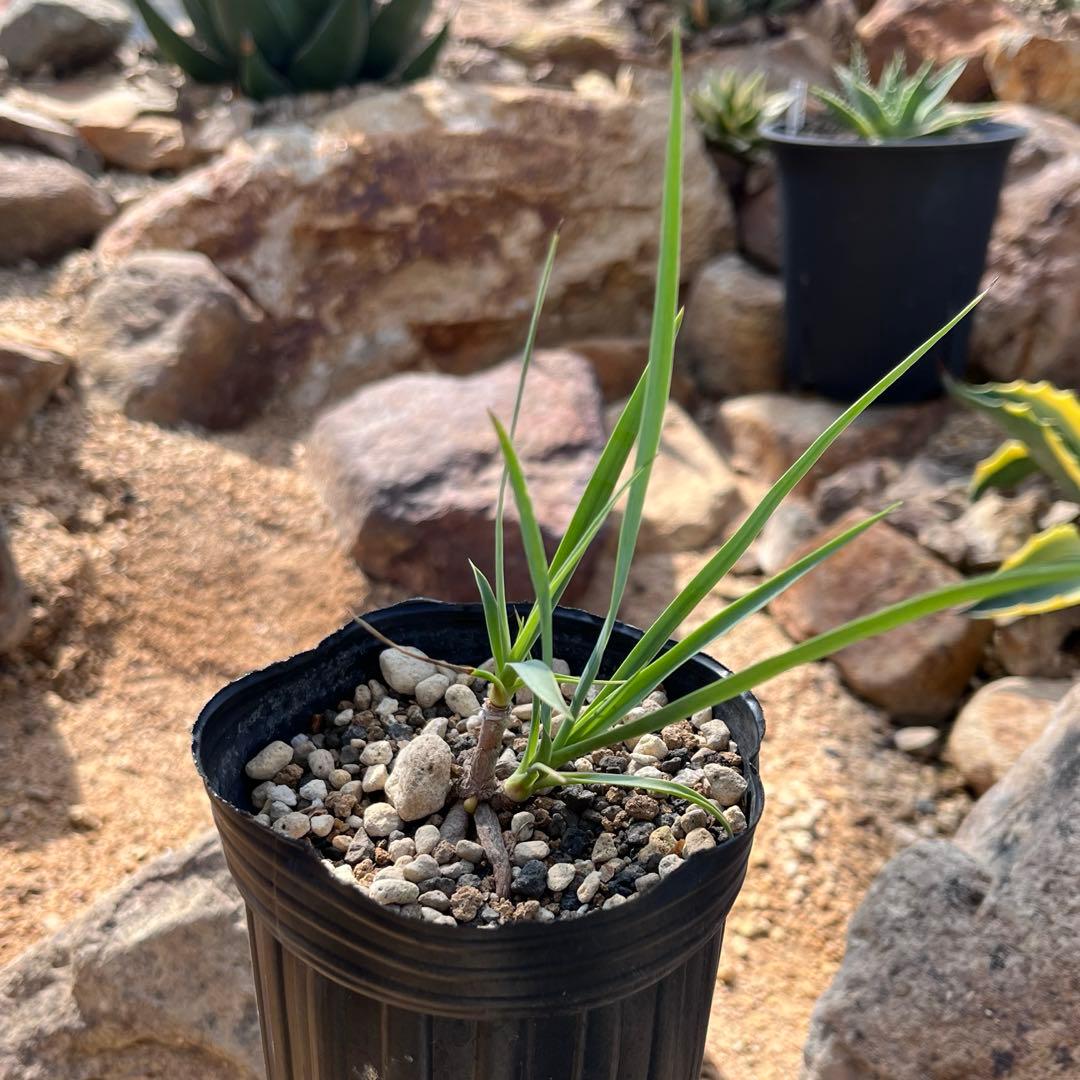 ユッカ ロストラータ ダブルヘッド‼️ - メルカリ