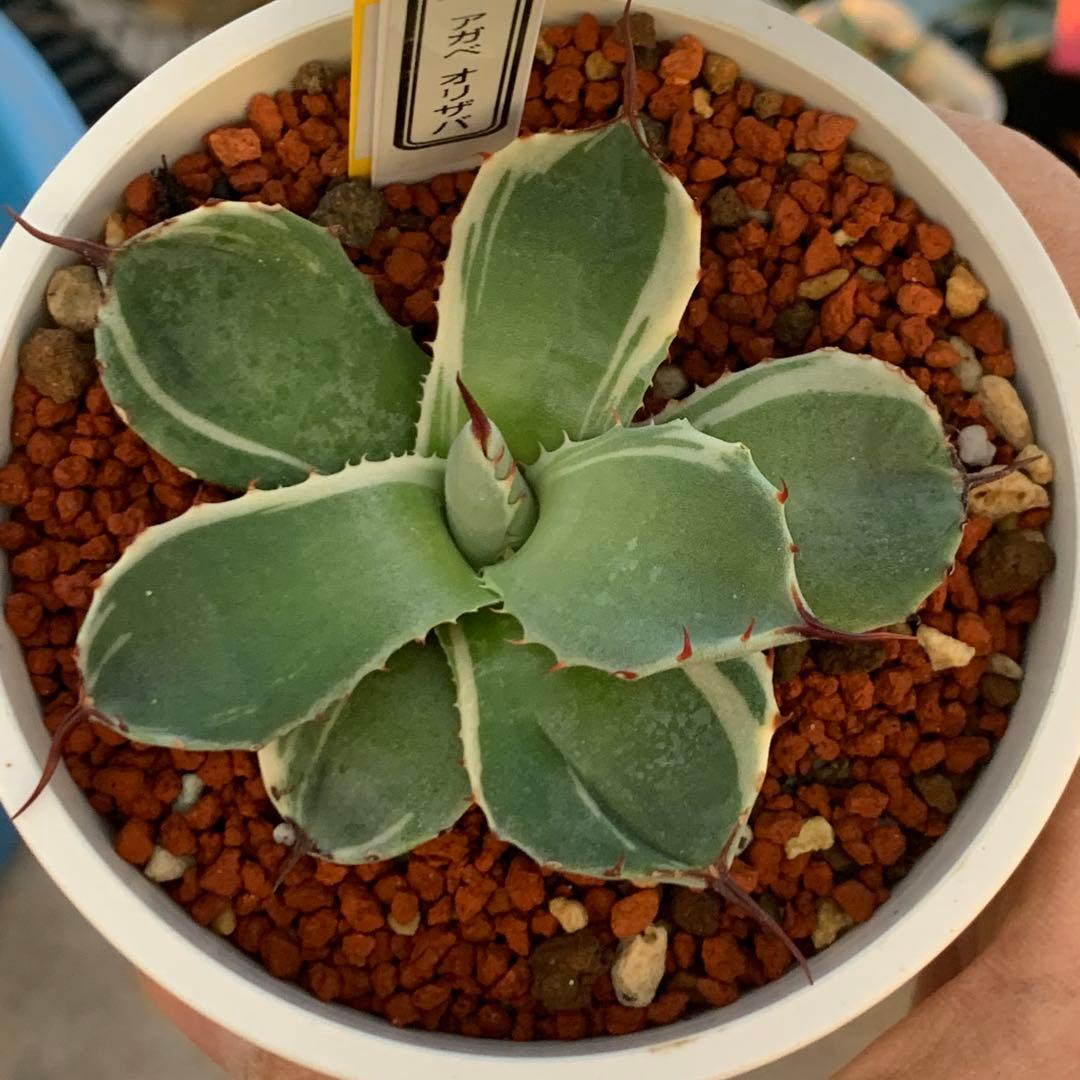 アガベ オリザバ OC株 アガべ パリー オリザバ 子株 発根済み | アガベ専門店 Heart plants.