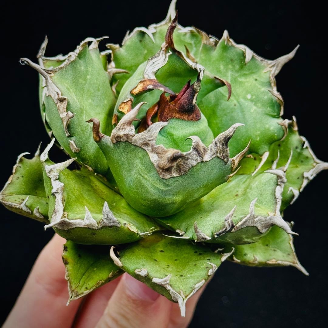 棘界/アガベ/チタノタ/姫厳竜/極上強棘/強鋸歯 - メルカリ