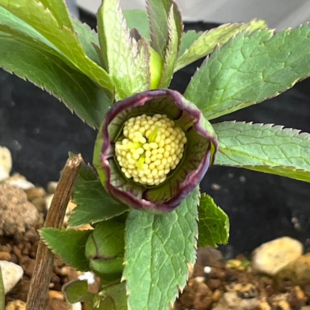 こうめいちゃん 3142【原生地採取H.multifidusMM09004