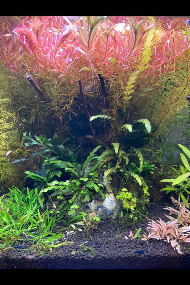 水草茂「鶴薗順様オーダー用」