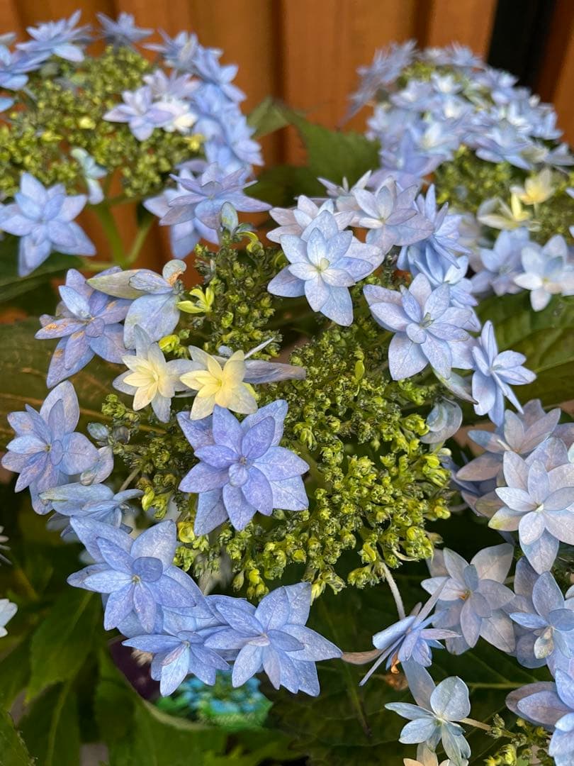 花苗】ヤマアジサイ おりひめ 大苗 6号 タグ付き メルカリ便発送