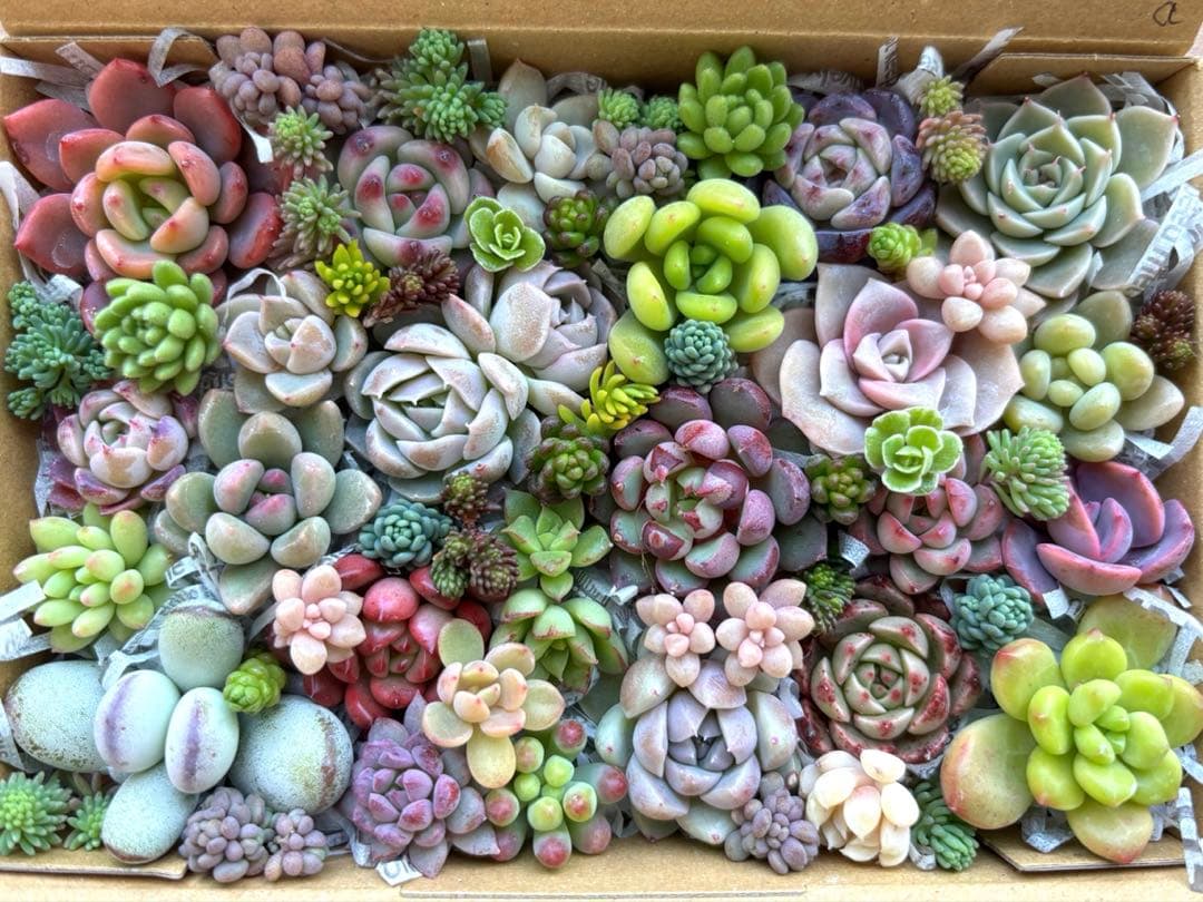 多肉植物 寄せ植えセット カット苗a - メルカリ
