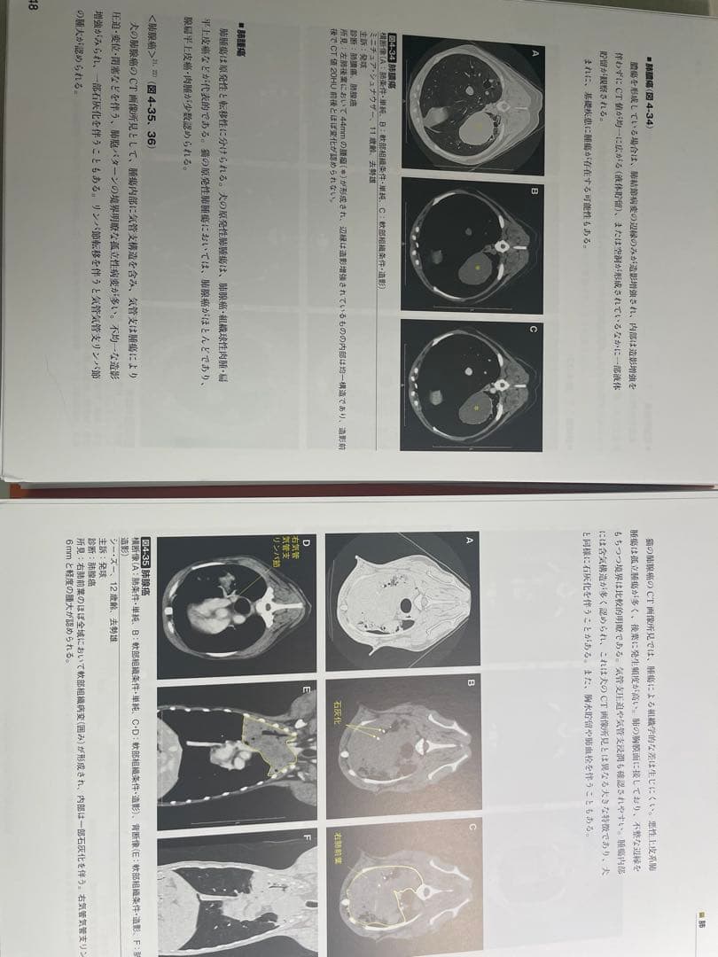 裁断済】犬と猫のCT読影入門 - www.triphase.cm