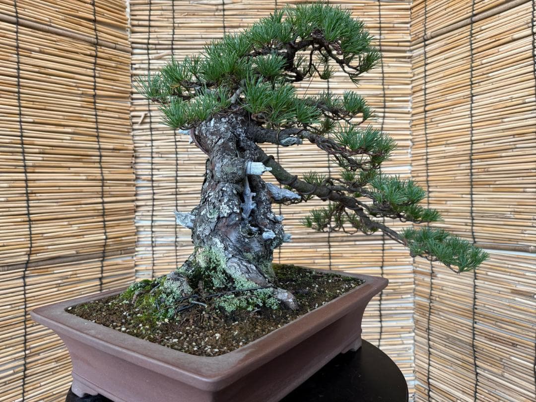 ◎貴重・五葉松《山採り》サバ幹・太幹・山木！