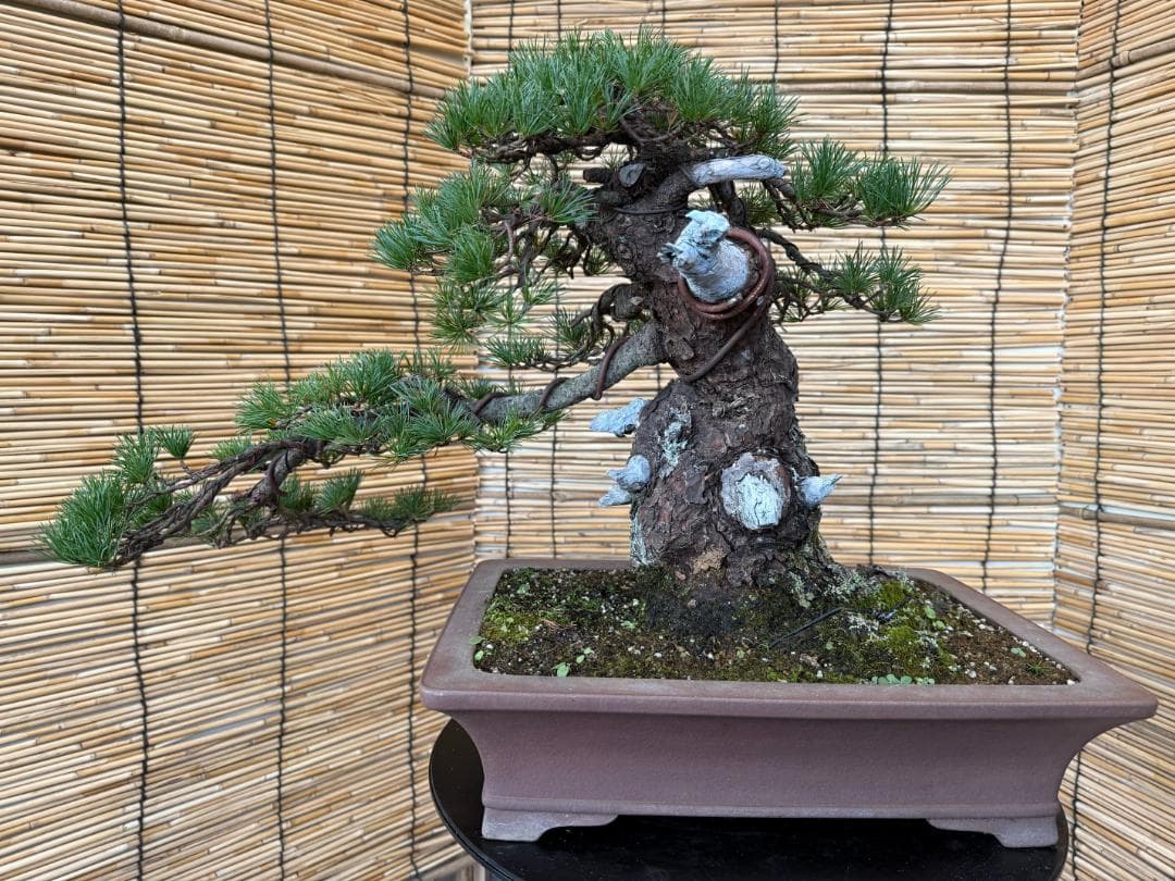 ◎貴重・五葉松《山採り》サバ幹・太幹・山木！