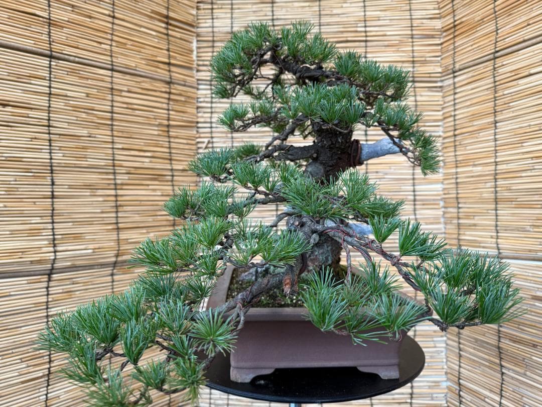 ◎貴重・五葉松《山採り》サバ幹・太幹・山木！