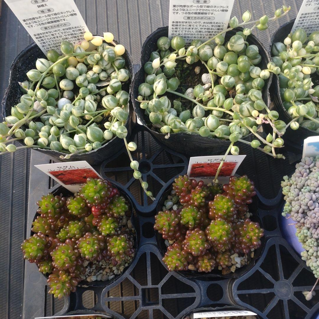 まm◍•ᴗ•◍さん専用