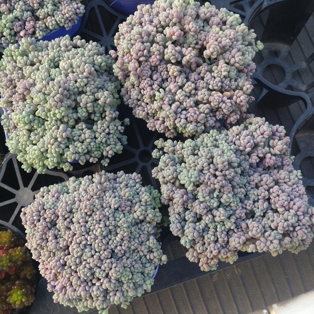 まm◍•ᴗ•◍さん専用