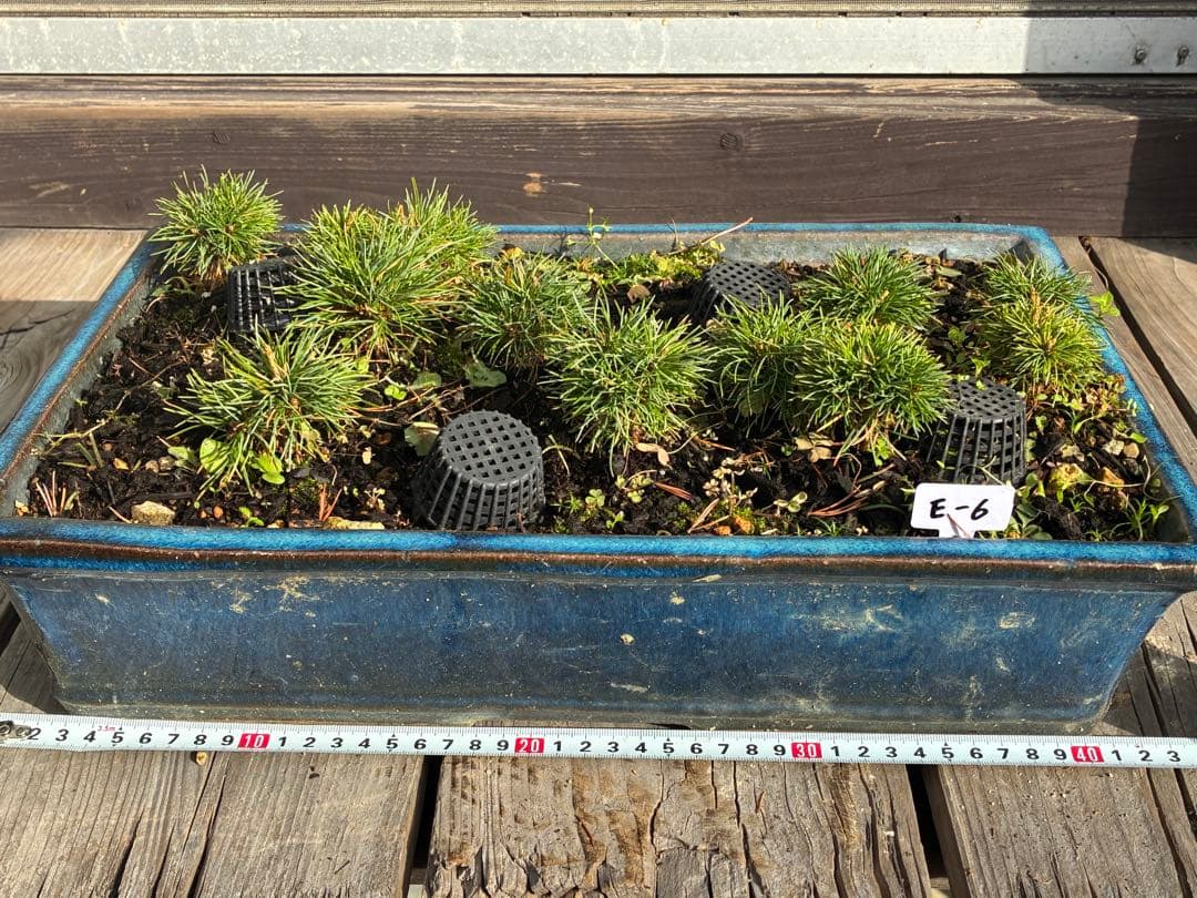 12本セット ★盆栽★ 赤石五葉松　 E-6 ★愛媛県より発送★ ☆盆栽☆ 赤石五葉松【Y-29】9年物 ☆愛媛県より発送☆ - メルカリ