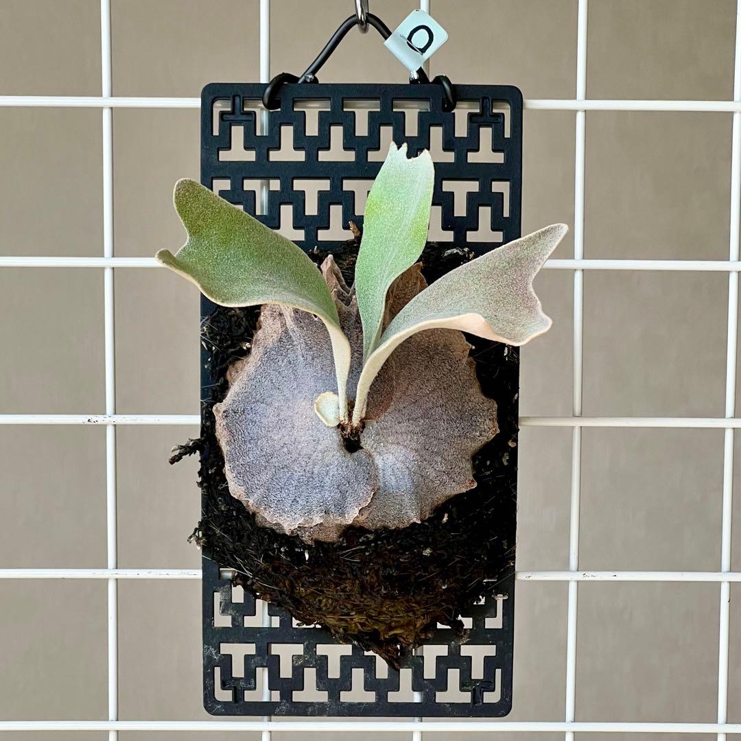 OC株 veitchii cv.pedro Tatsuta ペドロ26ビカクシダ - メルカリ