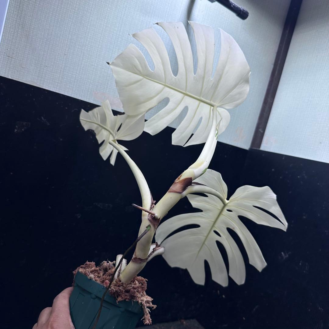 マ*ー様 斑入りモンステラ極上ホワイトタイガーフルムーン4号鉢植え発