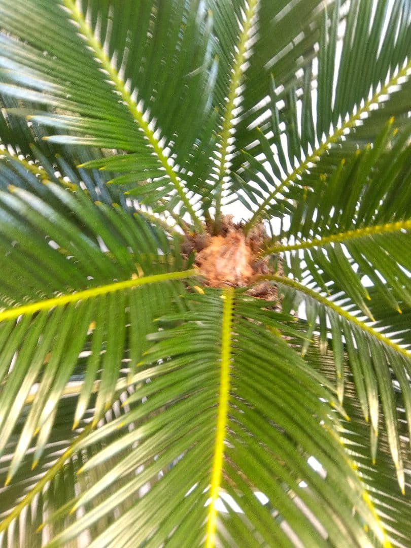 ソテツ 10号鉢つき ⑨