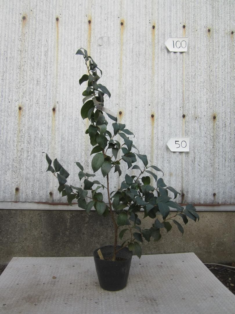 ドライガーデンZセット鉢ごと配送致します。の通販｜www.k4fashion.com