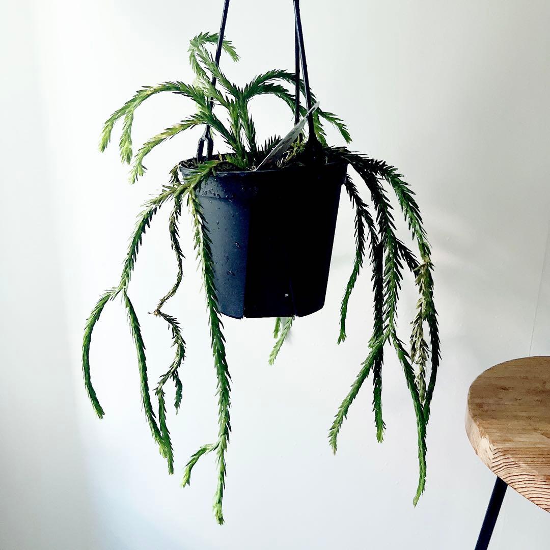 《希少》フペルジア トライアングル 観葉植物 吊り下げ calm cafe