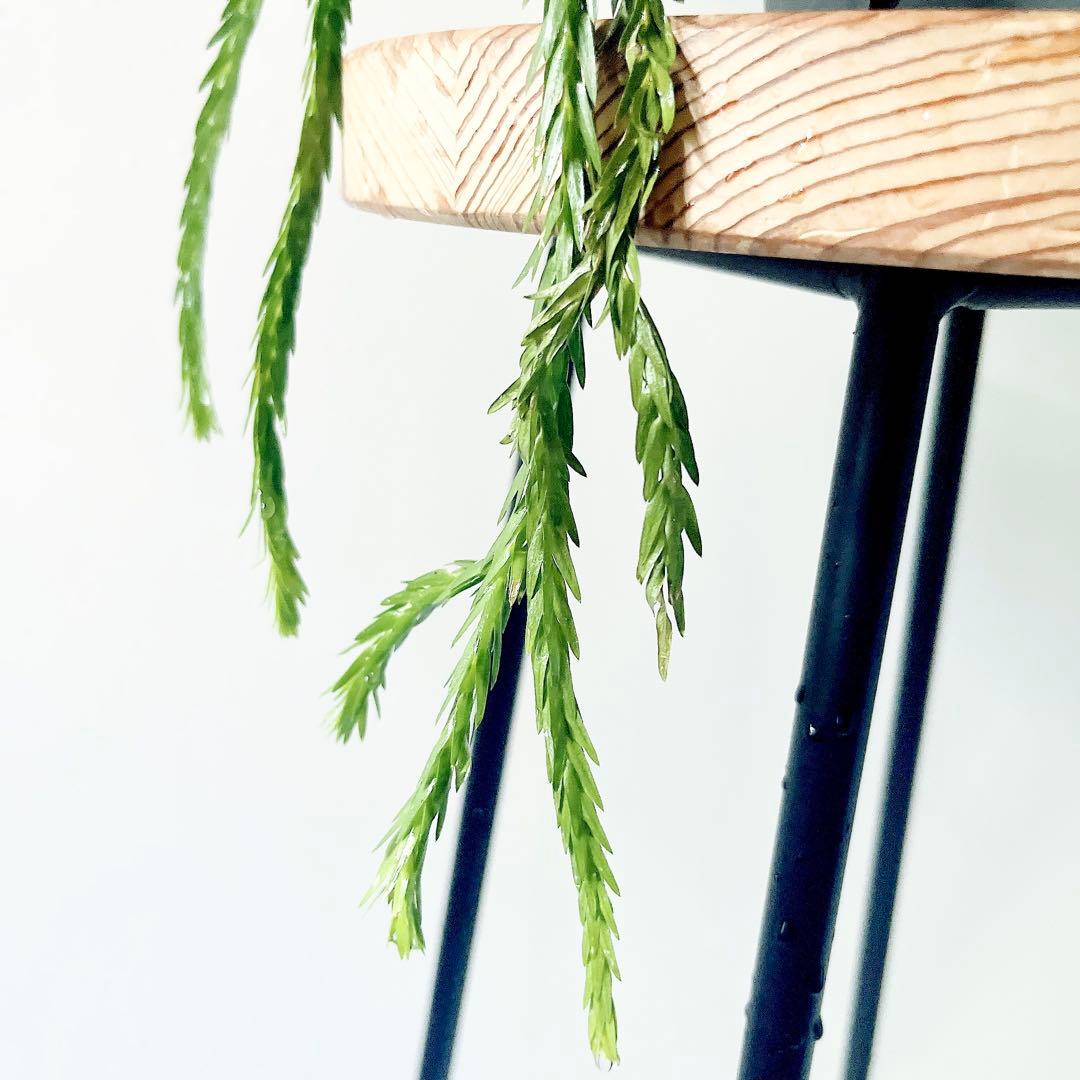 《希少》フペルジア トライアングル 観葉植物 吊り下げ calm cafe