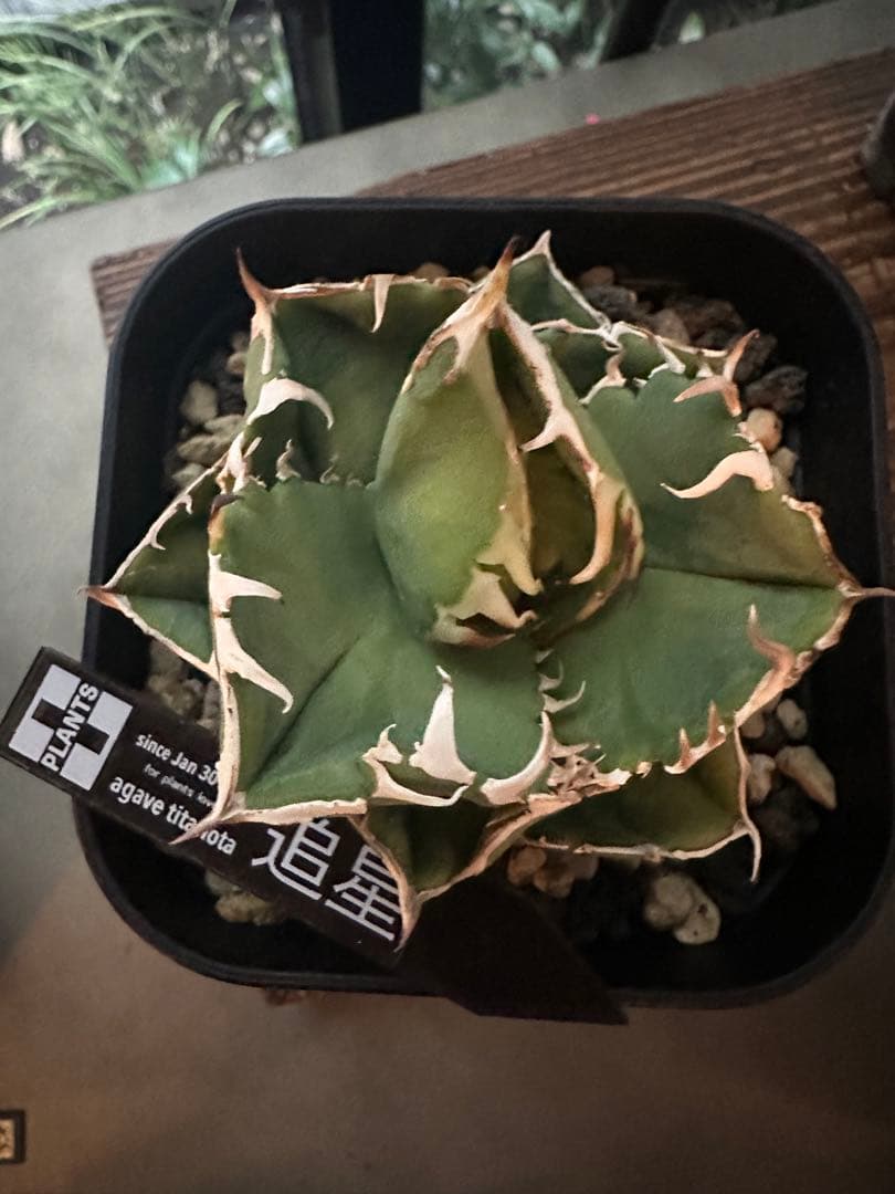 アガベ・チタノタ CG01 追星 agave CG01/Cok - メルカリ