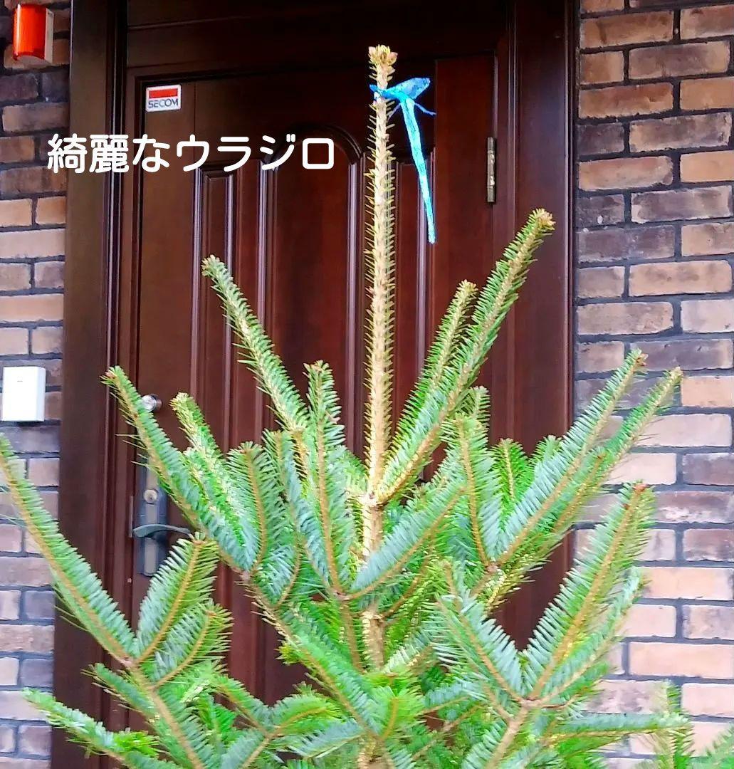 もみの木 モミの木 苗木 大型180cm❗整った樹形❗ 極太