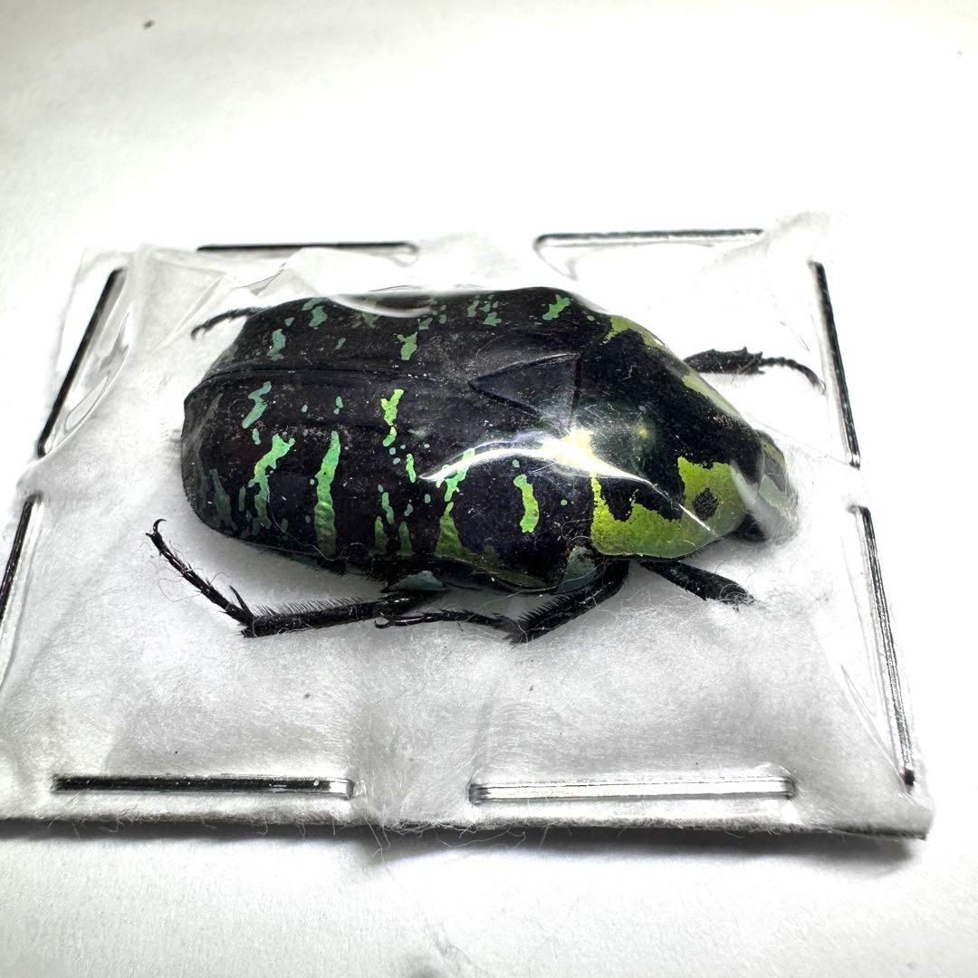 標本】サザナミマラガシーハナムグリ - メルカリ