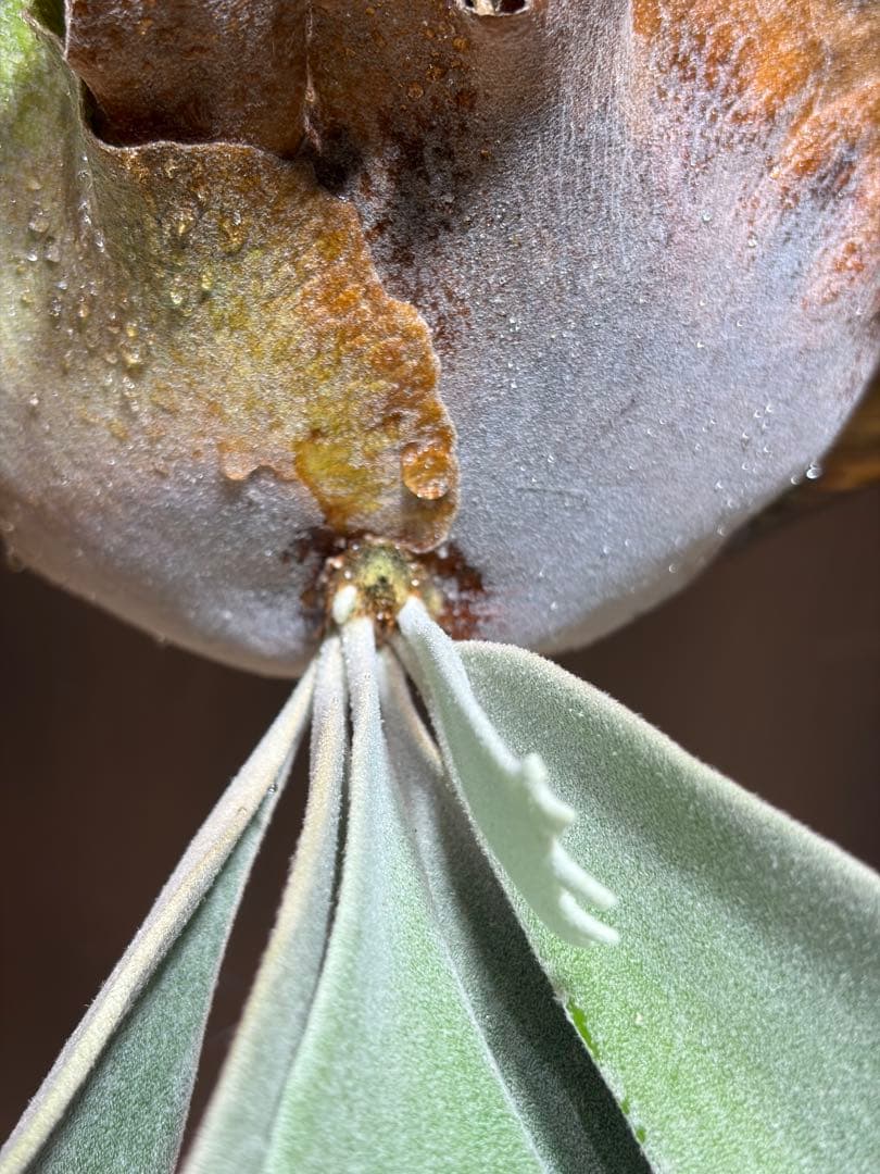 ビカクシダ IZANAMI