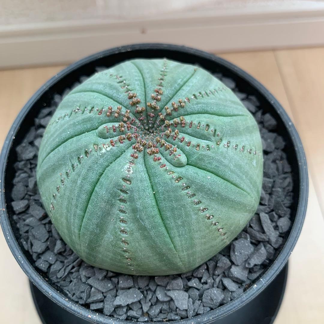 シンメトリカ 仔吹きタイプではない 螺旋稜 7.5cm 3.5寸鉢 幾何学模様