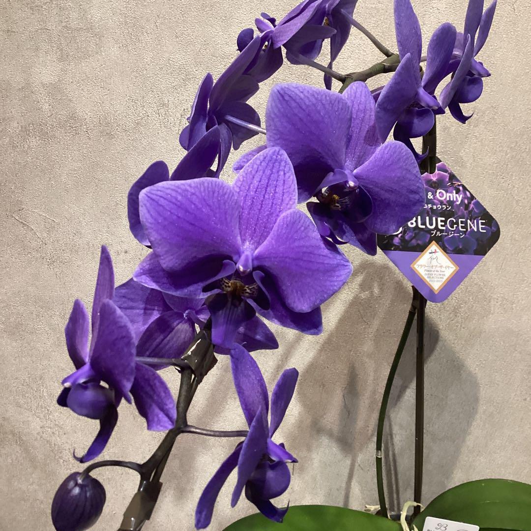 年始SALE❗️入荷少なめです❗️超希少❗️胡蝶蘭❤️ブルージーン　1本立 世界初・天然色の青い胡蝶蘭「ブルージーン」 ミディ3本立