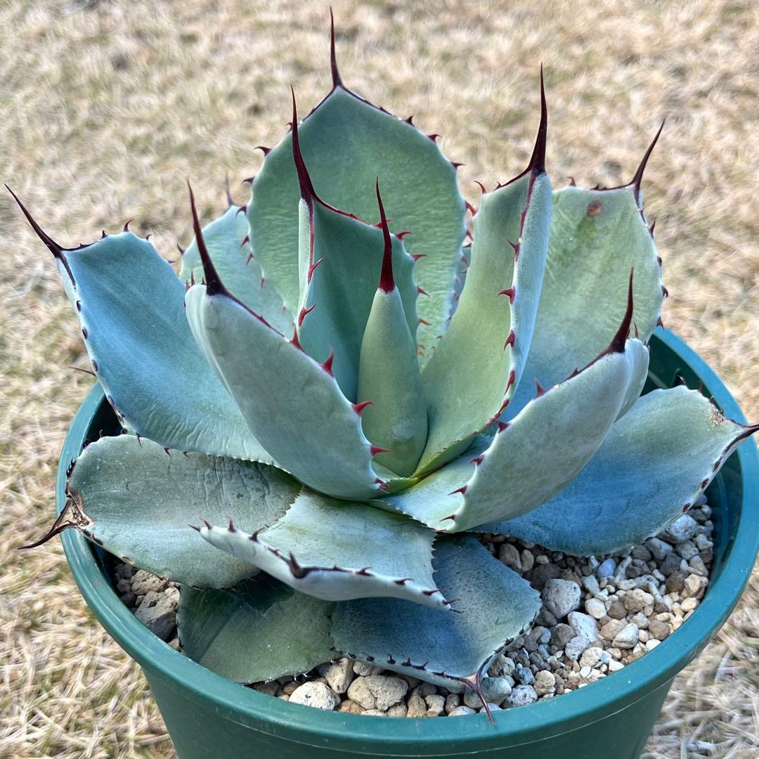 Tillandsia sprengelianaスプレンゲリアナ内陸型 滝沢会長株